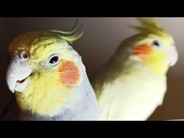 Cockatiel Sounds, 24 HOURS of Cockatiel Singing for Lonely Cockatiels