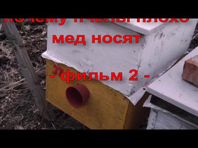 почему пчелы плохо мед носят - часть 2 - какие породы пчел лучше для слабых взятков