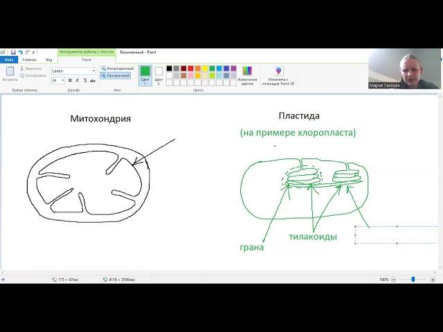 Строение митохондрий и пластид