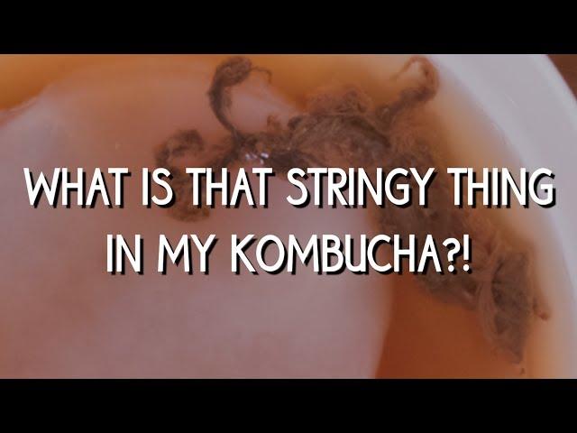 What's that stringy thing in my kombucha?