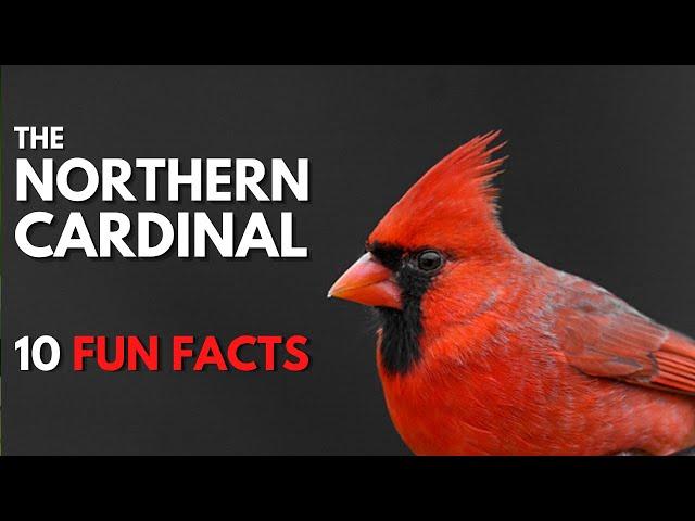 The NORTHERN CARDINAL | 10 FACTS about them