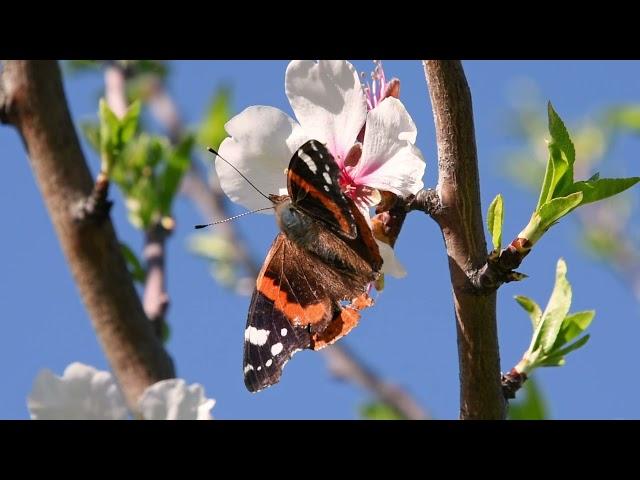 ОЧЕНЬ КРАСИВАЯ ВЕСЕННЯЯ МУЗЫКА, МЕЛОДИЯ ВЕСНЫ, Природа просыпается, ЧАРУЮЩАЯ МЕЛОДИЯ