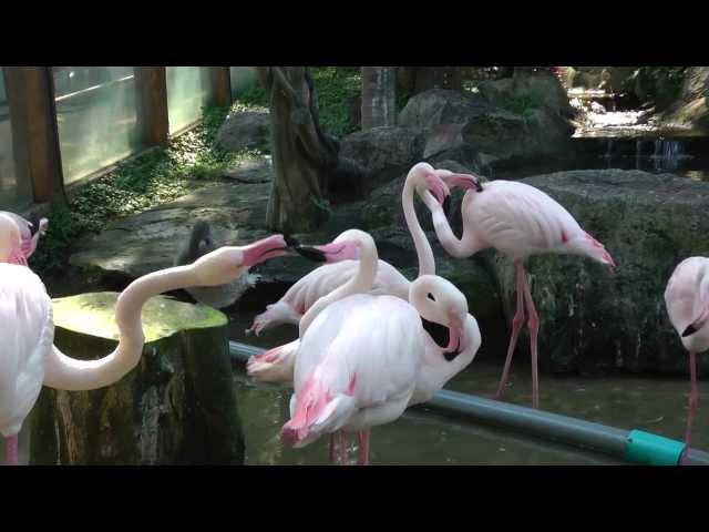 Зоопарк Чианг Май, Тайланд (Chiang Mai zoo, Thailand)