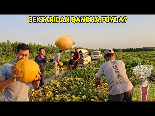 BIR GEKTARDAN QANCHA FOYDA BOR? BOBURNI YIGLATGAN QOVUNLAR