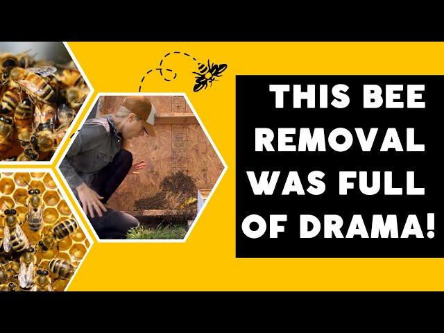 This Bee Removal was Full of Drama