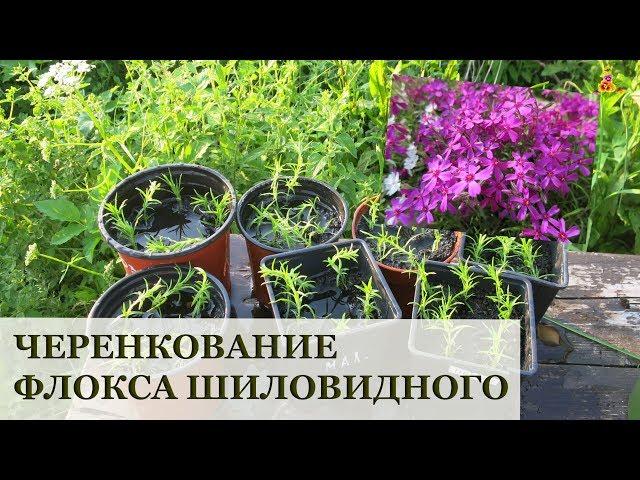 Флокс шиловидный - размножение черенками