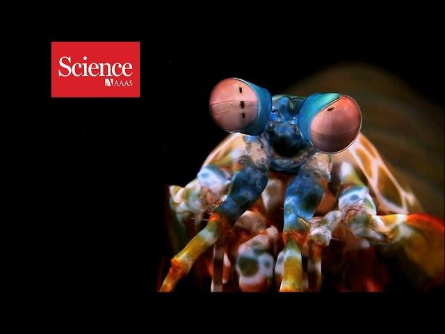 What does the mantis shrimp see?