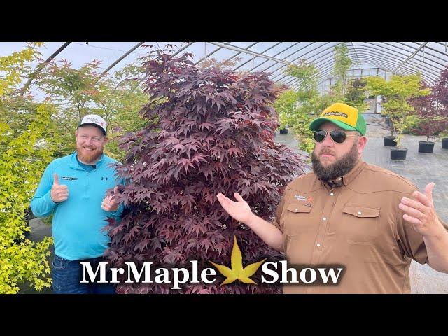 Top 5 Most Underrated Japanese Maples!