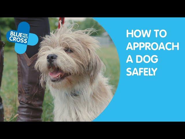 How To Approach A Dog | Blue Cross