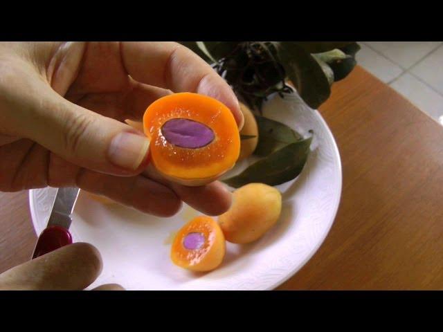 The Maprang (Marian Plum) | Bouea Macrophylla | HD Video