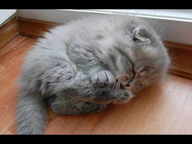 Cute Kittens Doing Funny Things - Cute And Adorable Kittens Video Compilation