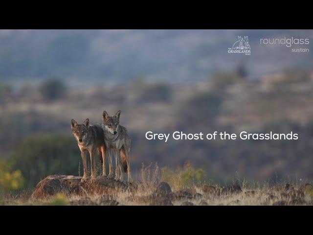 A Reign at Risk: The Indian Grey Wolf and the Grasslands of Saswad