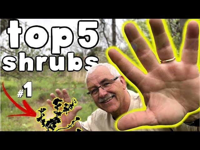 TOP 5 Fruiting SHRUBS to plant in your Garden or Permaculture Orchard!