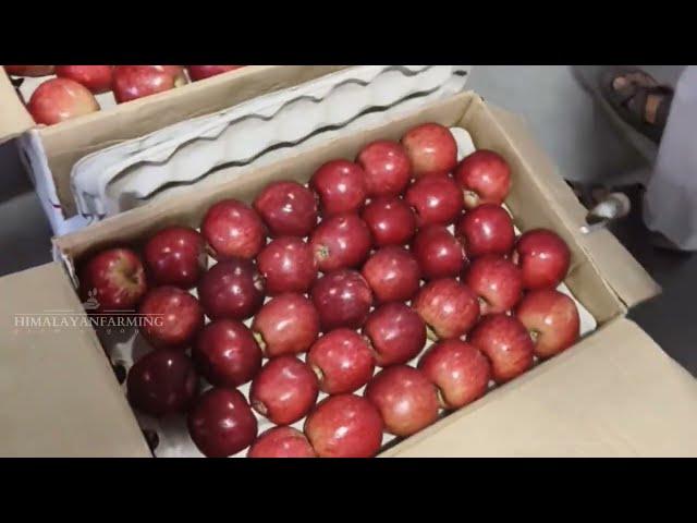 4 September 2024 Shimla Mandi Apple Rate | Today's Apple Market Update | Himalayanfarming