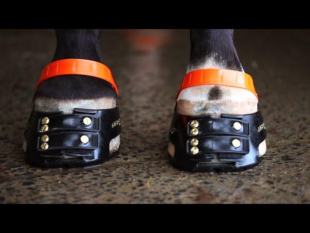 Scoot Boots - the best hoof boots for horses