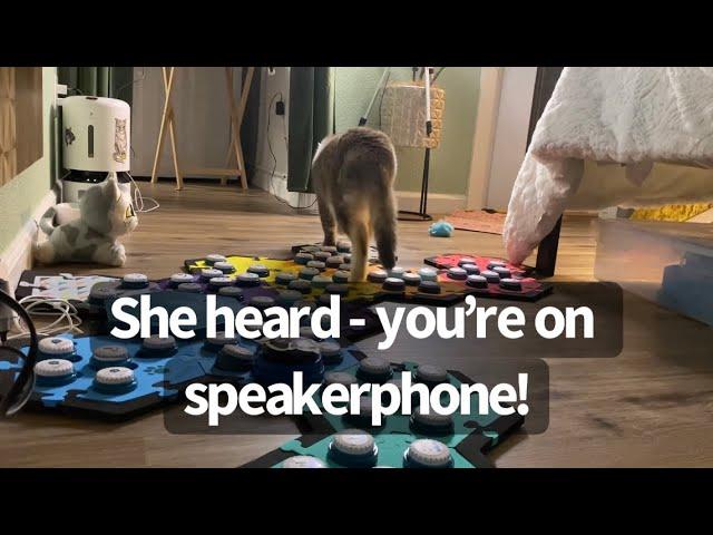 Billi Talks to Dad On The Phone | BilliSpeaks