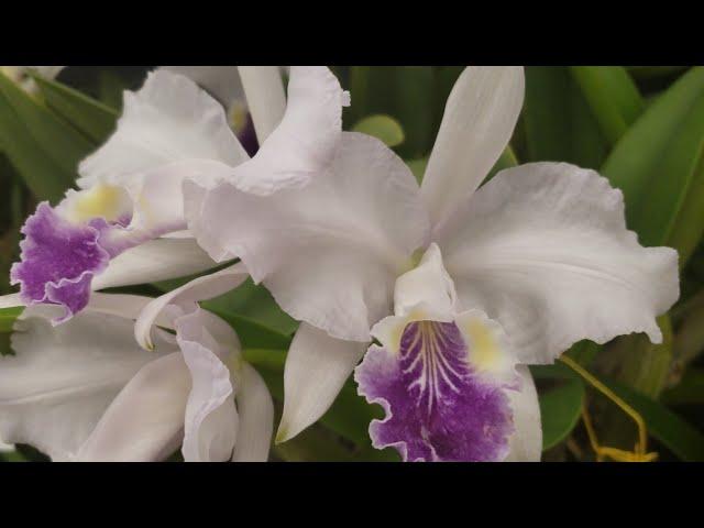 ORCHID DISPLAYS AT the FLORIDA WEST COAST ORCHID SOCIETY SHOW 2021