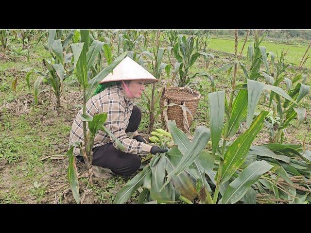 Go pick corn and clean up around the fish pond.