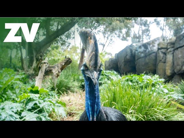 Welcome to Zillie's World: Melbourne Zoo's Cassowary