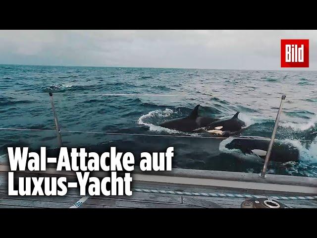 30 Orcas greifen Luxus-Jacht im Mittelmeer an