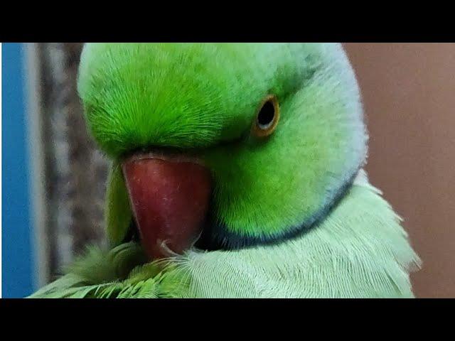 My parrot talk "YouTube YouTube YouTube"cutey||मेरा तोता बोलता है  YouTube