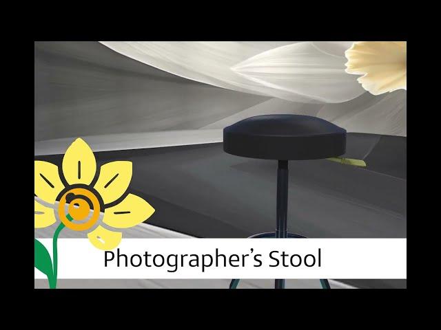 Photographer's Stool - Daffodil Experience