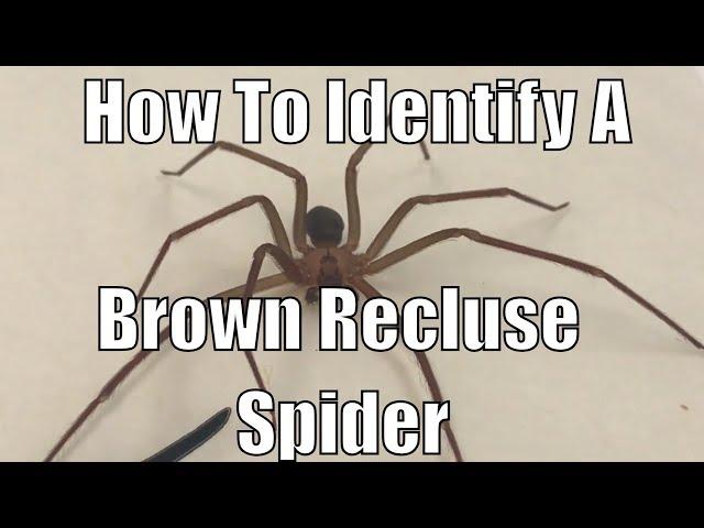 How to identify a brown recluse spider