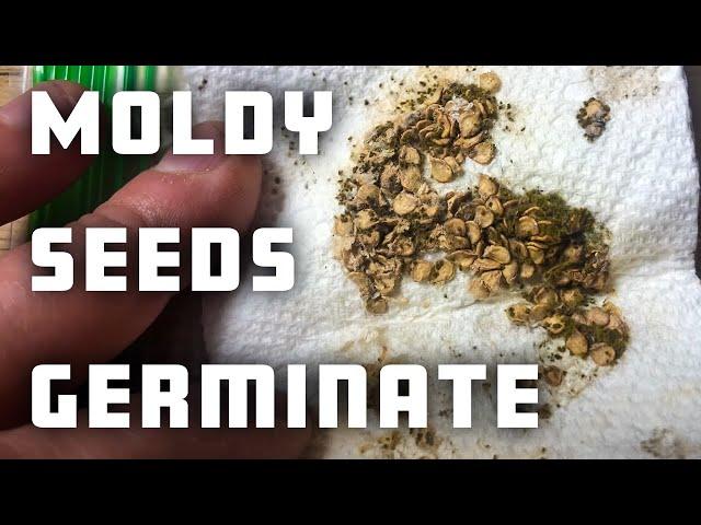 Will Moldy Seeds Germinate?