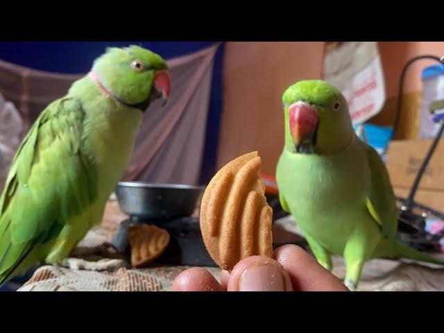 Mujhe v biscuits do || Talking parrot destech