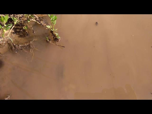 Шокирующее видео! Древнее ископаемое водиться под Казанью. Трилобиты не вымерли! Ч1