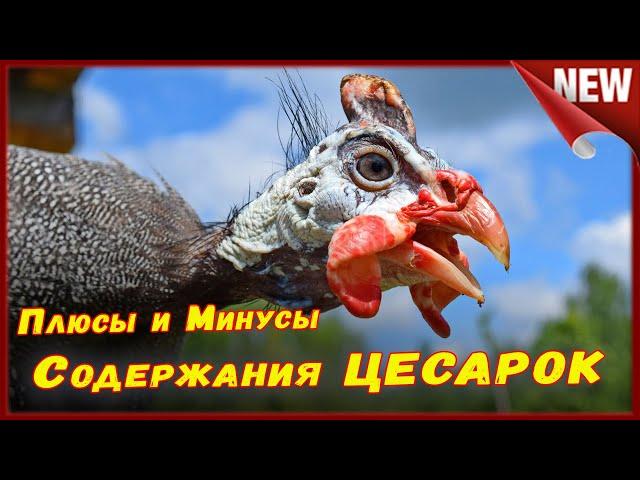 Прощай Цесарки!!! Стоит ли заводить, содержать и разводить  цесарок , все плюсы и минусы.