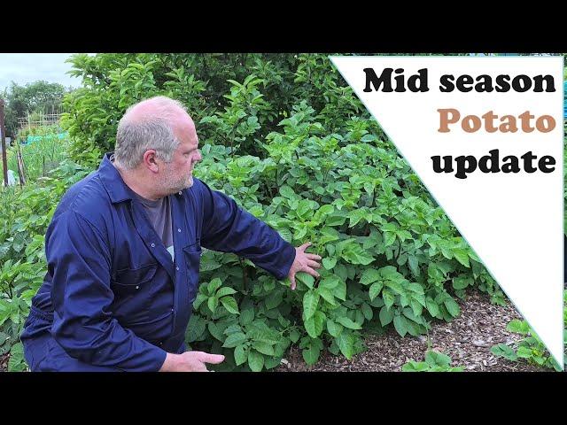 Mid season Potato update