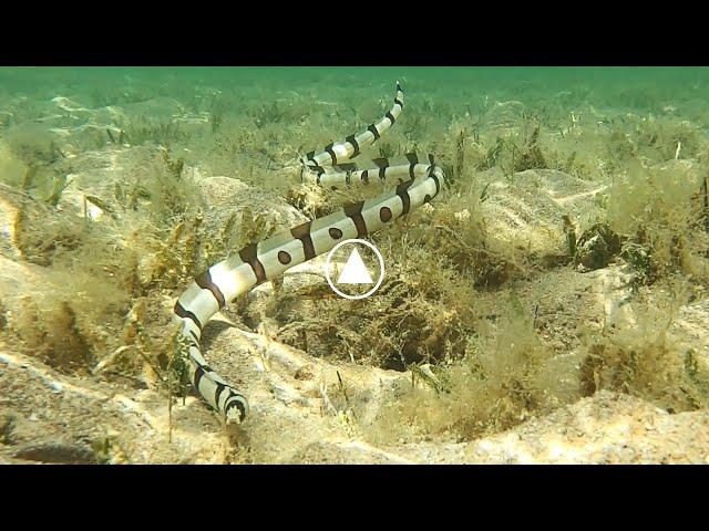 Anguille serpent (Myrichthys colubrinus) de mer rouge en snorkeling