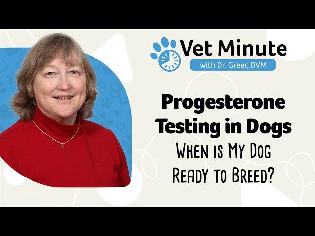 Vet Minute: Progesterone Testing in Dogs