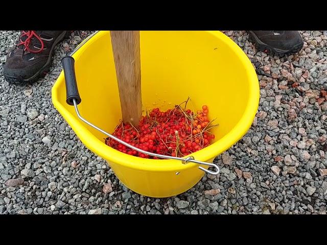 Workshop: Growing rowan trees from seed. Lews Castle Grounds isle of Lewis.