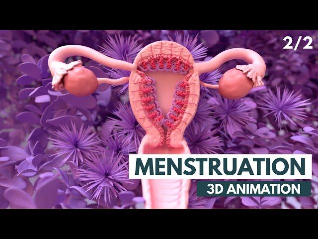 The Menstrual Cycle | 3D Animation (2/2)