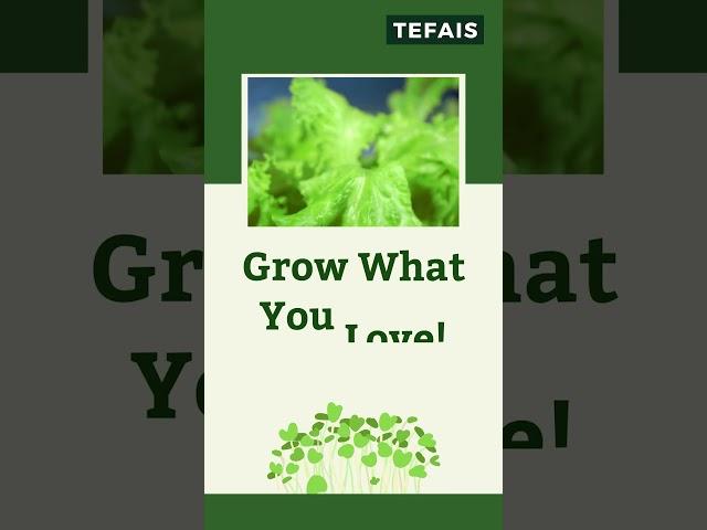 Transform Your Home with TEFAIS Hydroponic Starter Kits| Homegrown Nutrition