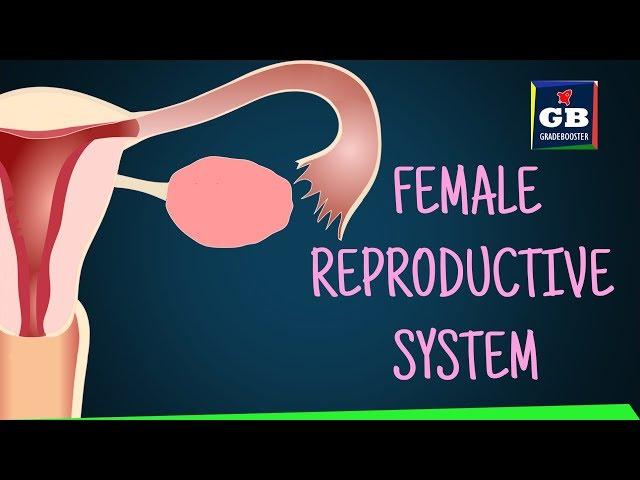 Human #female reproductive system |sexual reproduction| 10th Biology :CBSE | ncert class 10 |Science