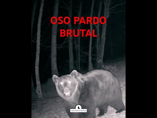 Oso pardo cantábrico descomunal  #phototrapping #fototrampeo #ojosenelmonte #wildlife