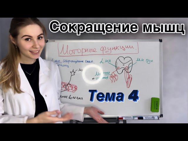 Моторные функции|Мышечный тонус|Физиология|Организация двигательных функций