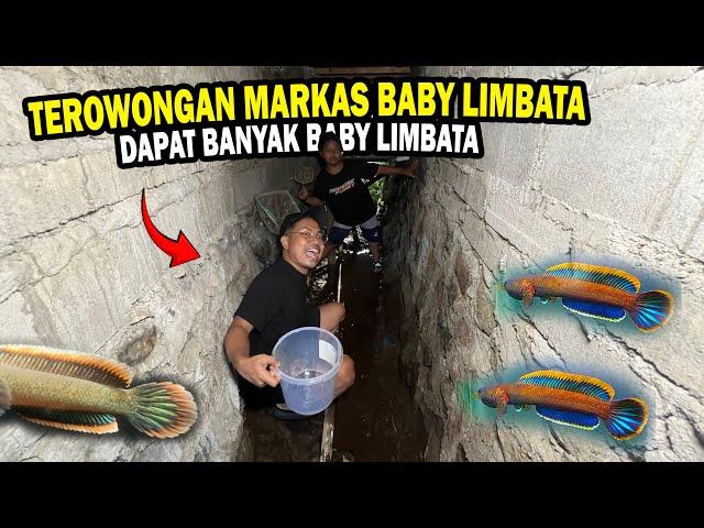 TEROWONGAN KECIL SURGA LIMBATA? HABIS HUJAN BANYAK ANAKAN LIMBATA DI SELOKAN KECIL