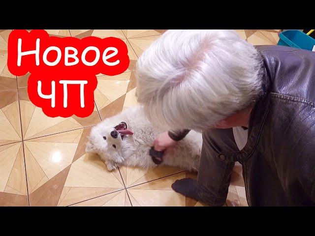 VLOG Каждый день что-то случается