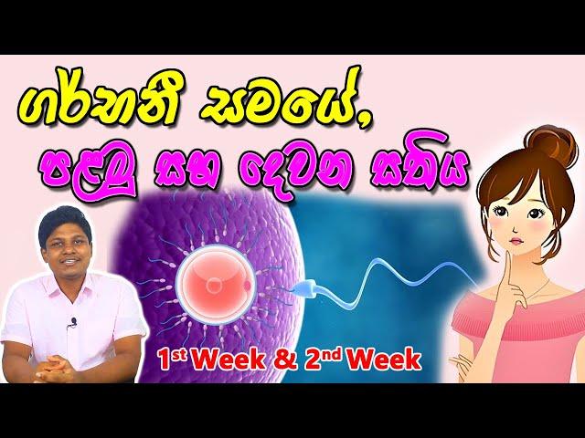 Pregnancy 1st and 2nd Week | Sinhala Medical Review | අම්මයි බබයි