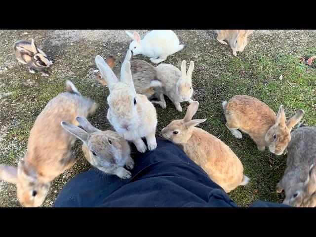 A whopping 600 rabbits! Trip to Japan's Amazing Rabbit Island