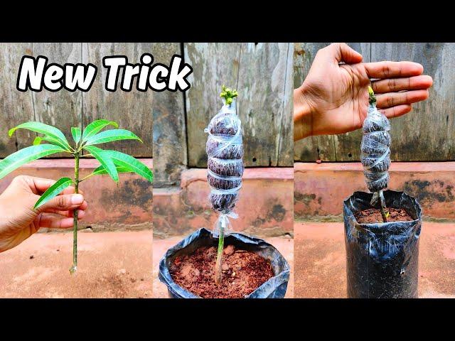 Mango grafting new technique | how to graft mango tree | mango grafting technique