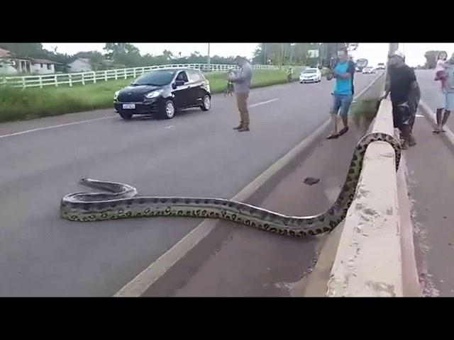 Traffic halts as Giant Anaconda Crosses Road in Brazil; Video Goes Viral || GoViral