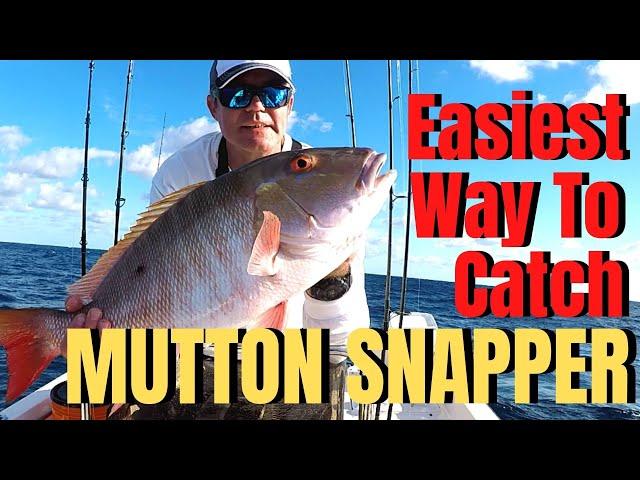 How To Catch MUTTON SNAPPER the easiest way RIG, BAIT, DRIFT FISHING BASICS & TACTICS