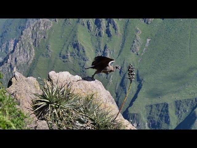 Peru, Canyon du Colca (subtitulos en español)