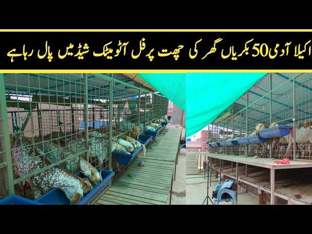 Great Goat Farm in Pakistan || Modern Goat Farm Lahore || Fully Automatic Goat Farm Shed Design