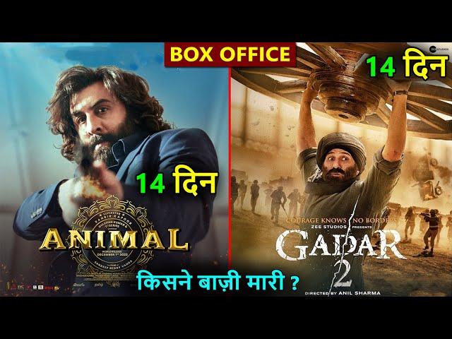 Animal box office collection, gadar 2 box office collection, ranbir kapoor, sunny deol